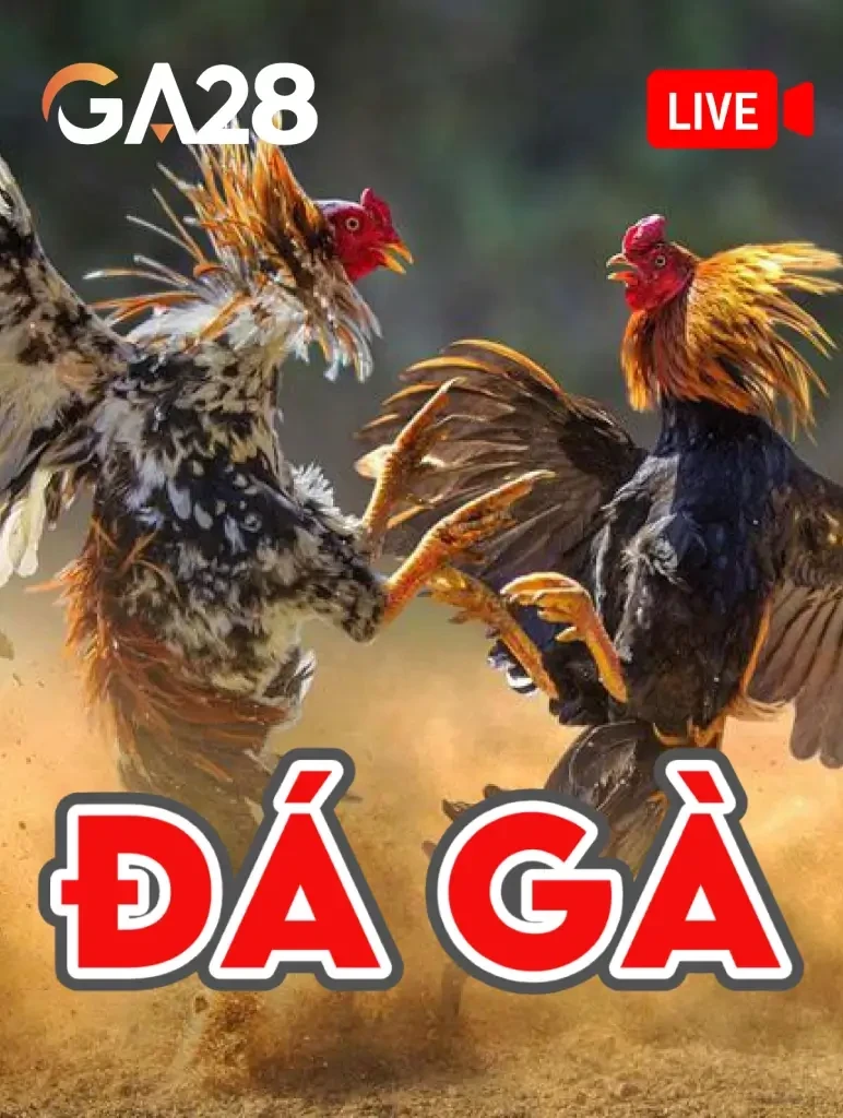 BOM88 Đá Gà Livestream