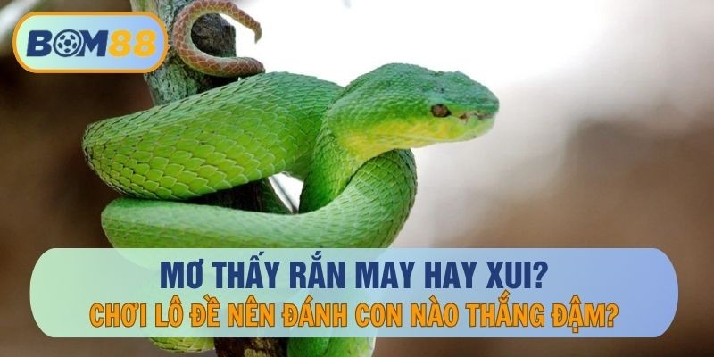 BOM88 Mơ Thấy Rắn Hên Hay Là Xui ?? - Giải Mã Giấc Mơ Cùng BOM88